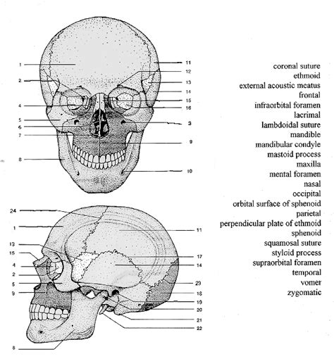 Structures Of The Skull Quiz Anatomy Quiz Anatomy Coloring Book