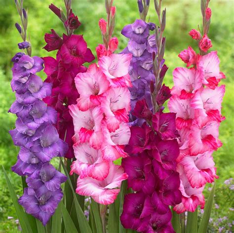 Lovely Gladiolus Bulbs For Sale Online Very Berry Collection Easy
