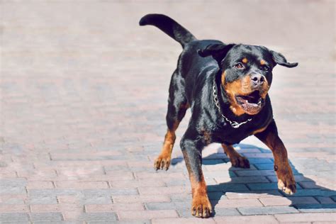 Top 5 Most Dangerous Dogs In South Africa