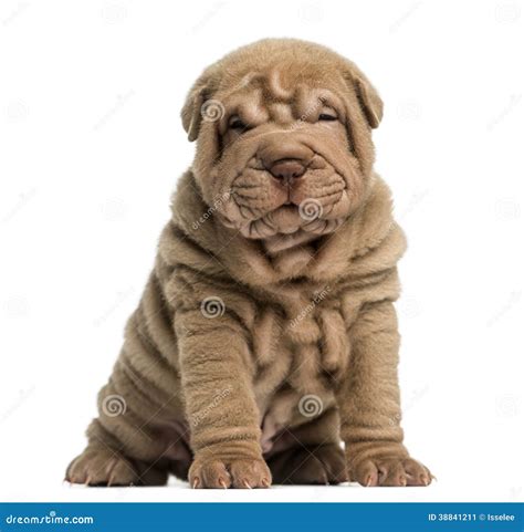 Shar Pei Puppy Sitting Looking At The Camera Stock Image Image Of