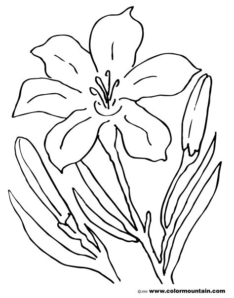 Tiger Lily Coloring Pages At Free Printable