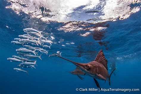 Underwater Photography Wildlife Photography By Clark Miller Sailfish 3