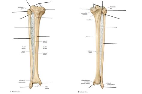 Tibia Fibula Bones Diagram Quizlet