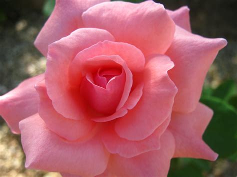 Closeup Photo Of Huge Open Rosebud Of Soft Pink Color Free Image Download
