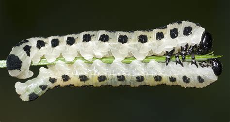 White Pine Sawfly Larva Neodiprion Pinetum Bugguidenet