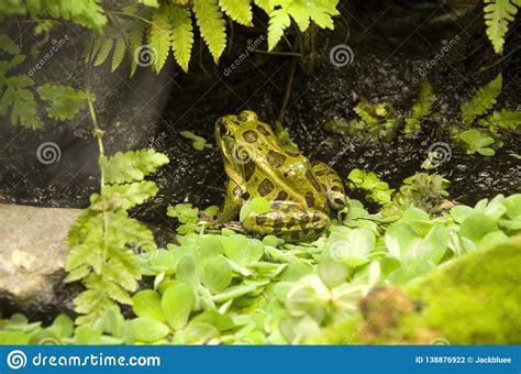 Frog In Vancouver Aquarium Stock Photo Image Of Color 138876922