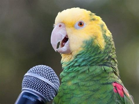 10 Types Of Amazon Parrots To Keep As Awesome Pets