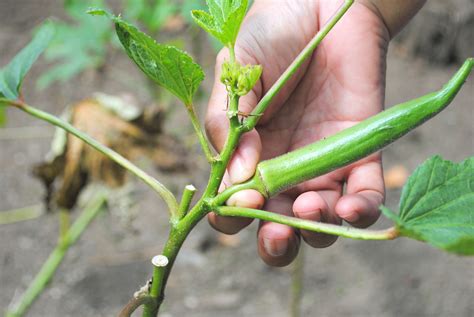 How to Grow Okra: 14 Steps (with Pictures) - wikiHow
