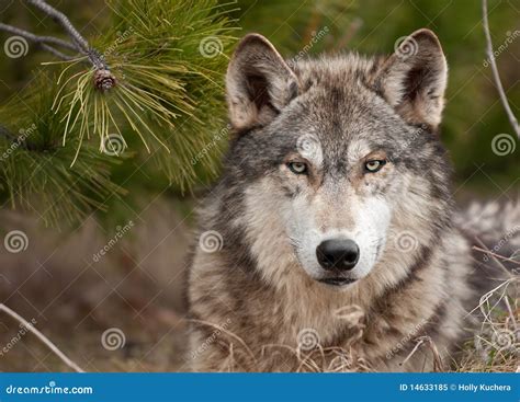 Intense Timber Wolf Canis Lupus Sits Under Pine Stock Image Image
