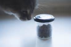 Cats can eat too much food, or too fast, especially if they face competition for a meal from another pet. My Cat Eats Too Fast! How Can I Get Kitty to Slow Down Eating?