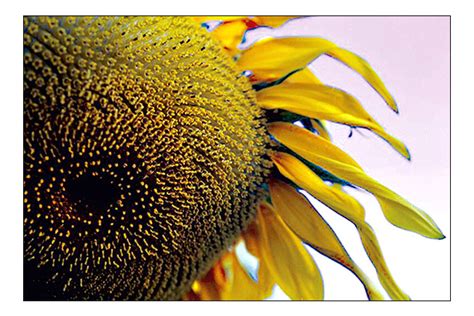 Sunflower Eye Copy Laura Bruno Lilly
