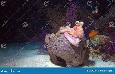 Small Octopus Sitting On Coral During Night Dive Stock Image Image Of