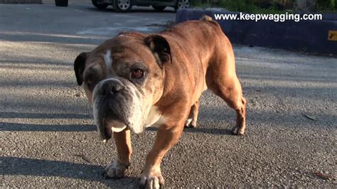 Are you aware of the 10 most common english bulldog health issues? Bulldog health issues - YouTube