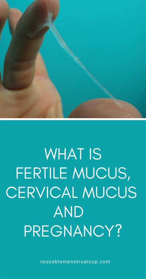 Cervical Mucus Cycle Chart