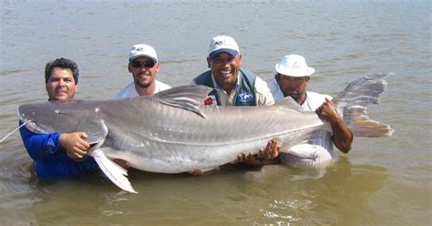 Three Men Holding A Large Fish In The Water