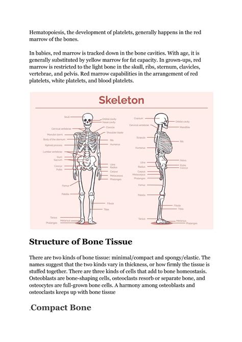 Solution Introduction To The Skeletal System Skeleton Systems Anatomy