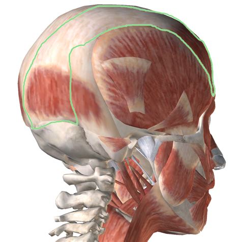 Level 14 Мимические мышцы 1 Анатомия человека Memrise