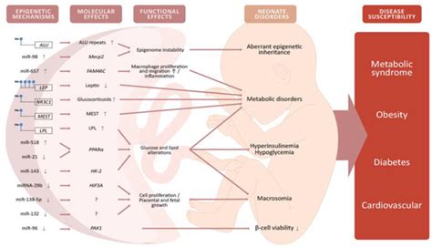 Epigenomes Free Full Text The Placenta As A Target Of Epigenetic