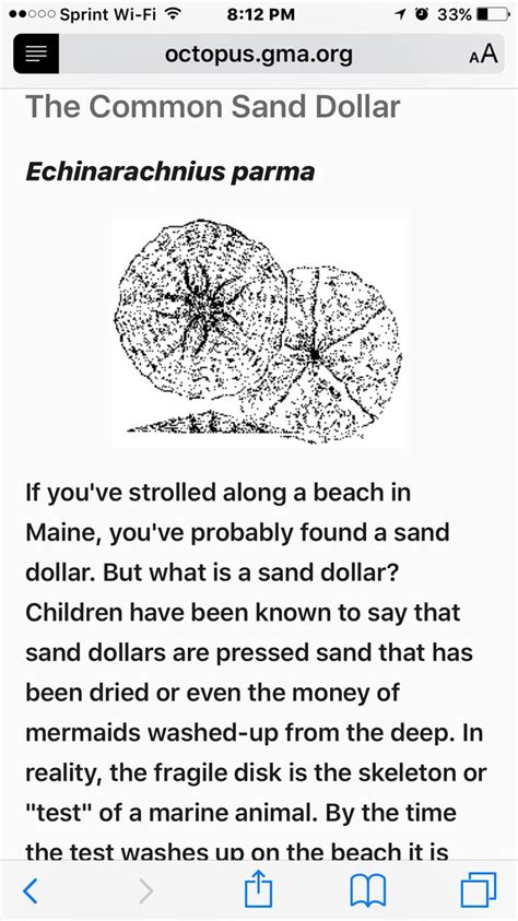 Pin By Virginia Southard On Sand Dollar Project Sand Dollar Words