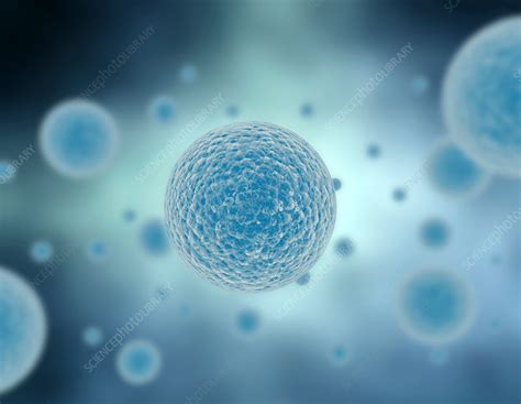 Blue Cells Stock Image F0178080 Science Photo Library