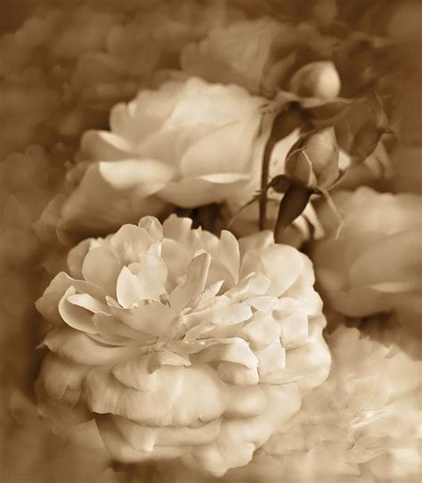 Vintage Roses Bouquet In Sepia Photograph By Jennie Marie Schell Fine