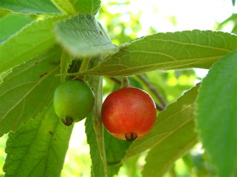 How to water fruit trees. Panama Berry - Muntingia calabura