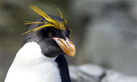 Southern Rockhopper Penguin Species Wwf