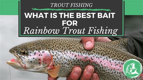 What Is The Best Bait For Rainbow Trout Fishing The California Outdoors