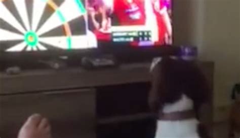 Funny Dog Tries To Fetch Darts When They Are Thrown On Tv