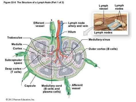 Lymph Nodes 101