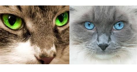Cat eye colors are incredibly vast, with more variation than that of most other animals in the animal kingdom! Do You Notice Cat's Eye Change Color? What Causes It | Cat ...