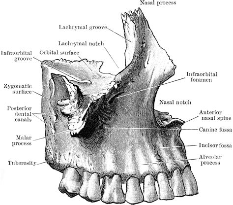 Maxilla Bone Anatomy Labeled
