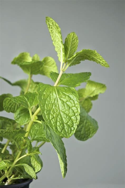What Are Habek Mint Plants - Care And Uses For Habek Mint | Mint plant care, Mint plants, Plant care