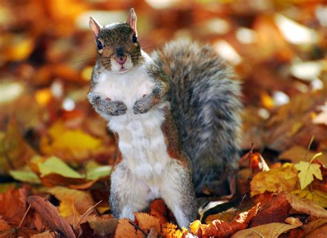 Autumn Squirrel Wallpaper Free Autumn Downloads