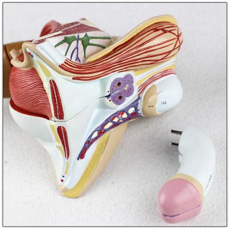 El Modelo Reproductivo Masculino De La Anatomía Del órgano Genital 10