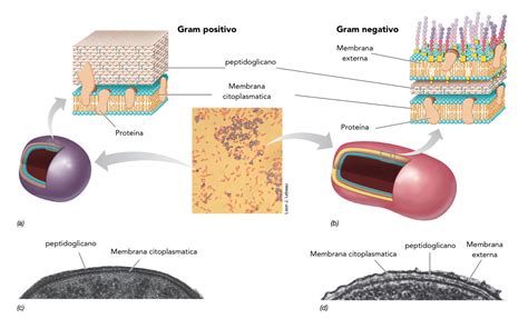 Bacterias Gram Positivas Y Gram Negativas Con Imágenes Positivo