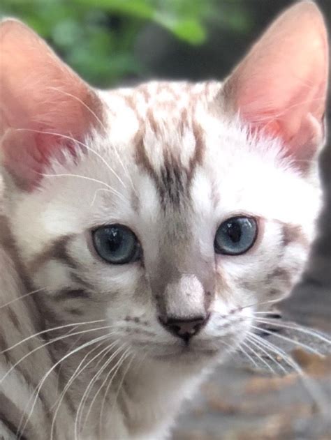 At zawieco bengal cats, we have beautifully rosetted golden bengal, charcoal, snow and charcoal snow bengal kittens for sale in florida. One of my male Snow Bengal kittens for sale. | Bengal cat ...