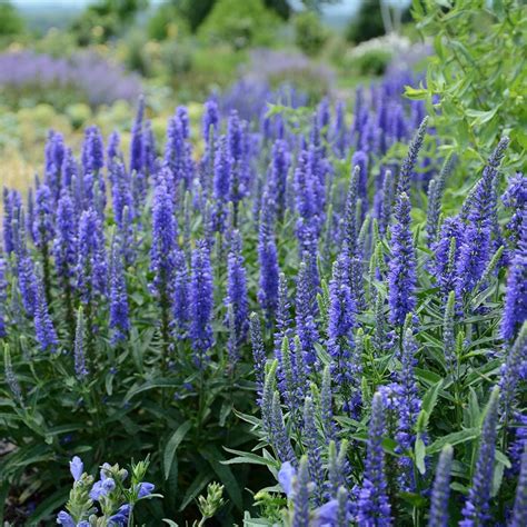 Veronica Spicata Moody Blues Dark Blue White Flower Farm
