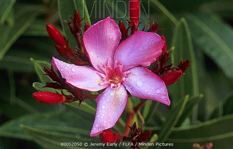 Common Oleander Stock Photo Minden Pictures