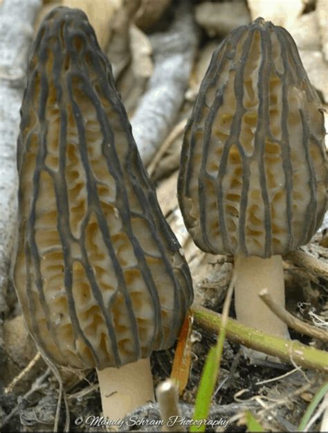 Pan Fried Morel Mushrooms From Michigan To The Table