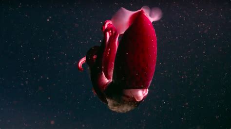 Deep Sea Video Shows Strange Little Known Life In The Oceans Depths Mashable