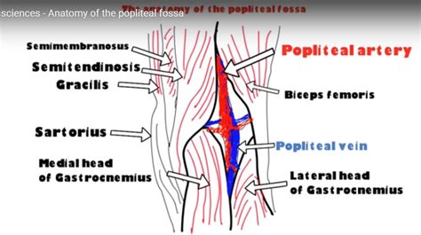 Anatomy Of The Popliteal Fossa —