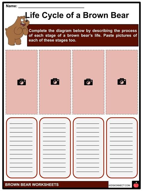 Brown Bear Facts Worksheets Description And Distribution For Kids