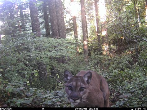 Odfw Ends Cougar Capture Operations Dna Extraction Not Possible But