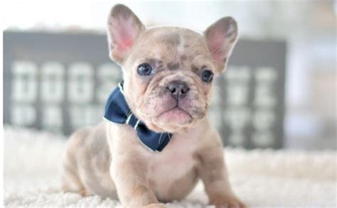 Blue Merle French Bulldog Puppy By Poetic French Bulldogs In Pompano