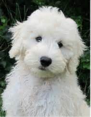 A mix between a golden retriever and a standard poodle, our goldendoodle puppies are laid back and adaptable, perfect for families. English Goldendoodle Puppies For Sale | English Cream ...