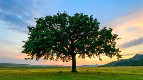12 Fast Growing Shade Trees Arbor Day Blog