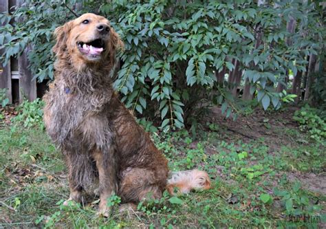 Wordless Wednesday Dirty Devious Dog