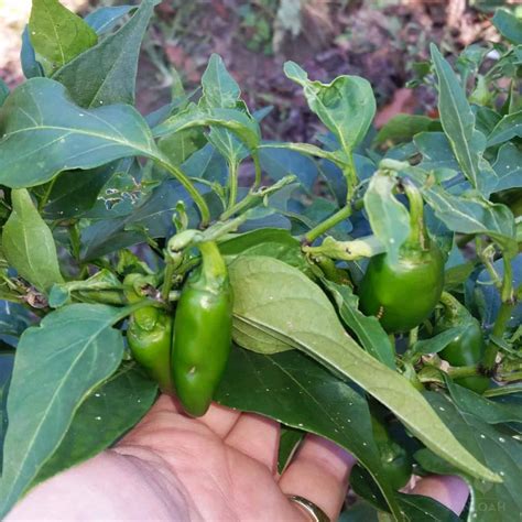 Growing Jalapenos Step By Step New Life On A Homestead