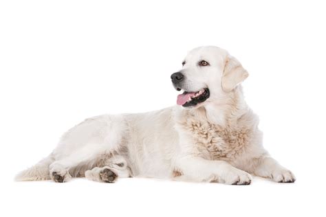 Uptown puppies has the highest quality golden retriever puppies from the most ethical breeders in texas. English Cream Golden Retriever Puppies For Sale • Adopt ...